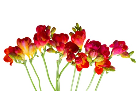 stems of red  freesia flowers  isolated on white backgroundの写真素材