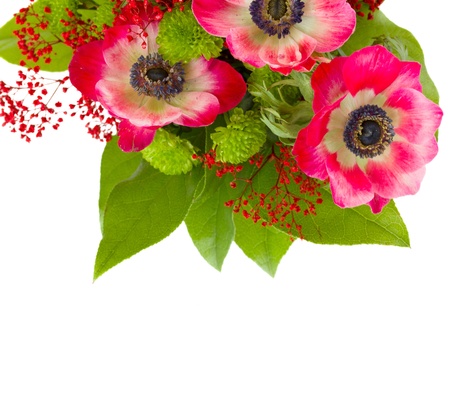 bouquet of  red anemone flowers  isolated on white backgroundの写真素材