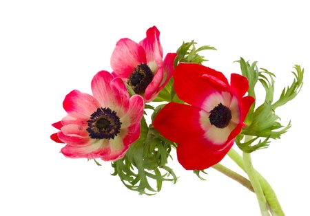 red anemone flowers posy isolated on white backgroundの写真素材