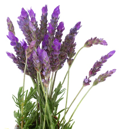 Fresh lavender field  flowers isolated on white backgroundの写真素材