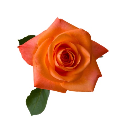 one orange rose close up  isolated on white backgroundの写真素材