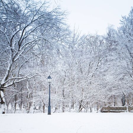 white winter park with fresh snow and treesの写真素材