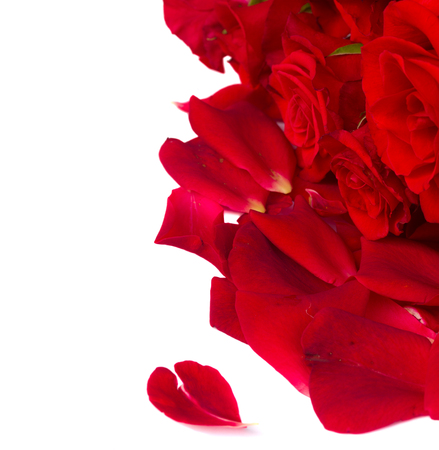 scarlet roses with petals border isolated on white backgroundの写真素材