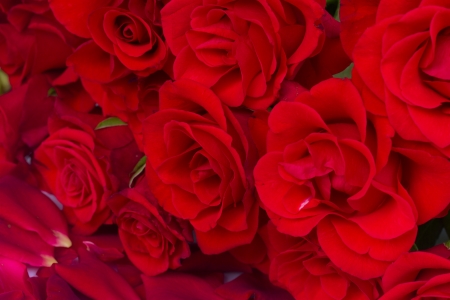 bouquet of scarlet  luxury roses close upの写真素材
