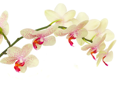 white with violet orchid delicate flowers  isolated on white backgroundの写真素材