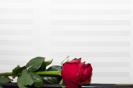 aged notes paper  with one red rose and  blank sppaceの写真素材