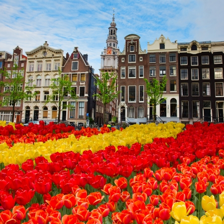 tulips and  facades  of old houses in Amsterdam, Netherlandsの写真素材