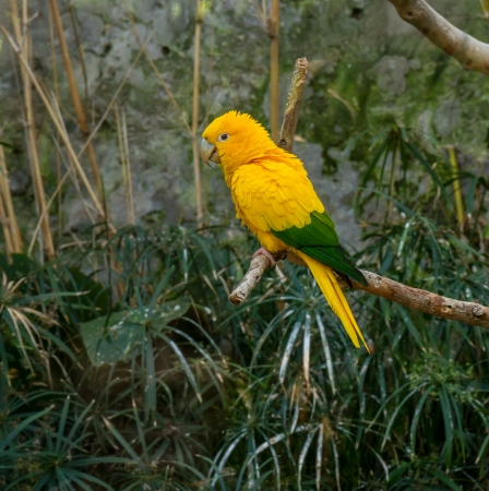 Colourful yellow  lori  parrot bird sitting on the perch