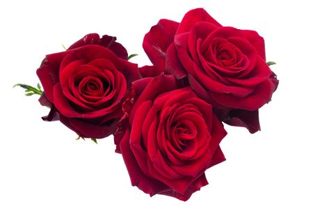 three dark red roses isolated on white の写真素材