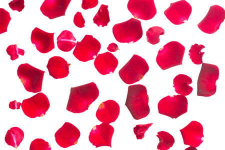 crimson red rose petals isolated on white の写真素材