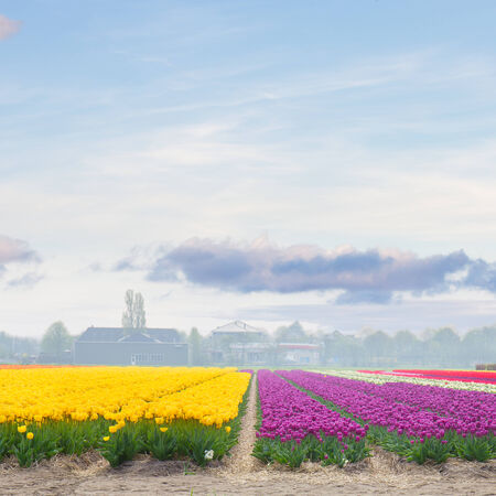 Famouse dutch yellow and violet  tulip fieldin sunny day with blue skyの写真素材