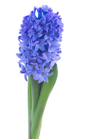 blue  hyacinth flowers isolated on white backgroundの写真素材