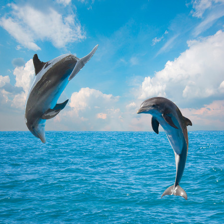 two  jumping dolphins,beautiful seascape with deep  ocean  waters and cloudscapeの写真素材