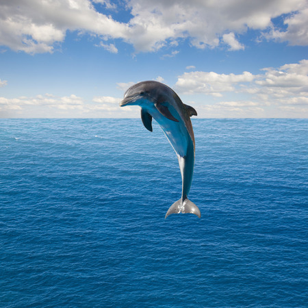 single jumping dolphin, beautiful seascape with deep  ocean  waters and cloudscapeの写真素材