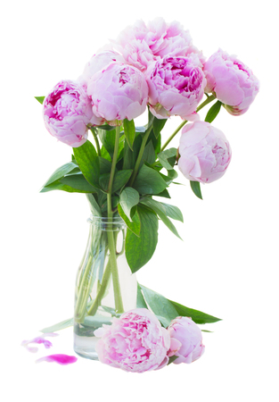 bouquet of fresh  pink  peonies in vase  isolated on white backgroundの写真素材
