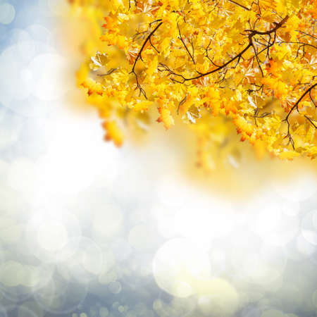 fall yellow leaves on blue  bokeh background with sun beams