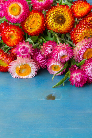 Bouquet of Everlasting flowers bouquet  on blue table  with copy spaceの写真素材