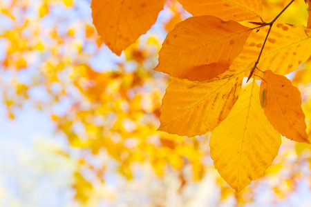orange  cherry leaves in colorful autumn park