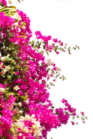 border of bougainvillea flowers isolated on white の写真素材
