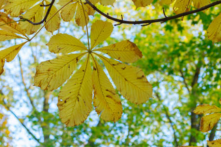 yellow chestnue leaf  close up  in colorful autumn park