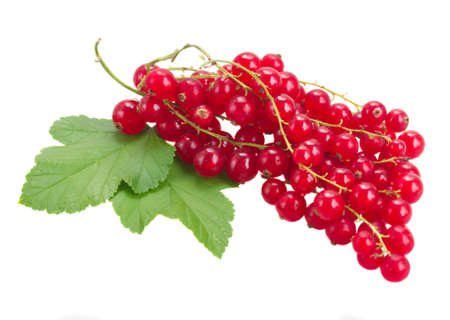 fresh red currant  isolated on white backgroundの写真素材