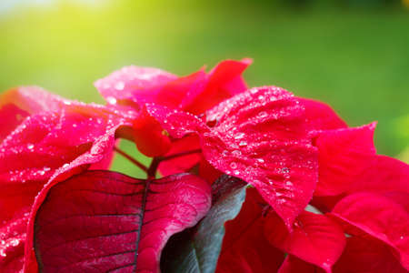 garden with red poinsettia flowers or christmas star close upの写真素材