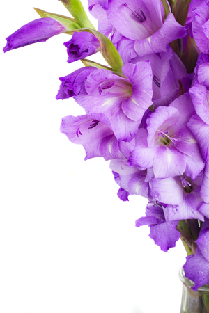 border of gladiolus flowersの写真素材