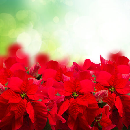 scarlet poinsettia flower or christmas starの写真素材