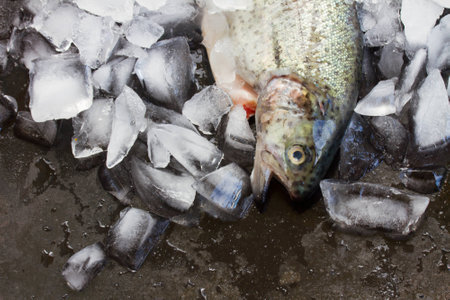 fresh troutの写真素材