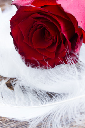 fresh red rose flower  with wtite feathersの写真素材