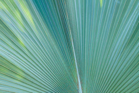 texture of fresh green leaf macro close up  background