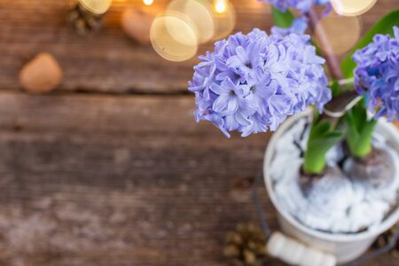 Hyacinths flowers