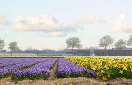 Famouse dutch blue hyacinth and yellow daffodil flower  rows on fieldの写真素材