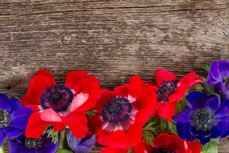 anemone flowersの写真素材