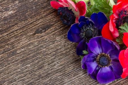 anemone flowersの写真素材