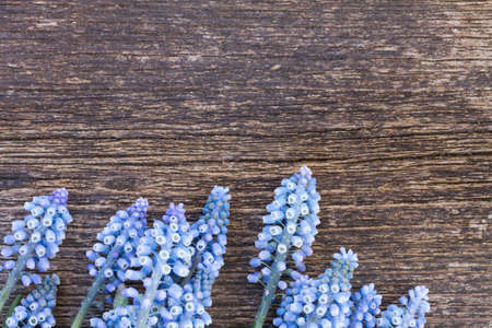 Muscari flowers on tableの写真素材