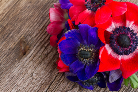 blue and red anemone flowersの写真素材