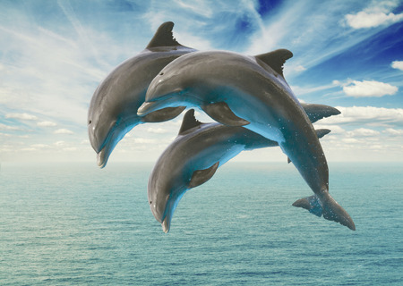 three  jumping dolphinsの写真素材