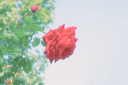 garden roseの写真素材