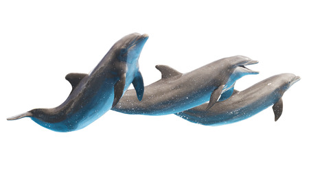 three  jumping dolphins isolated on white backgroundの写真素材