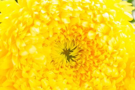 Background of vibrant yellow mum flower close upの写真素材