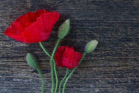 Poppy flowers and buds on wooden background