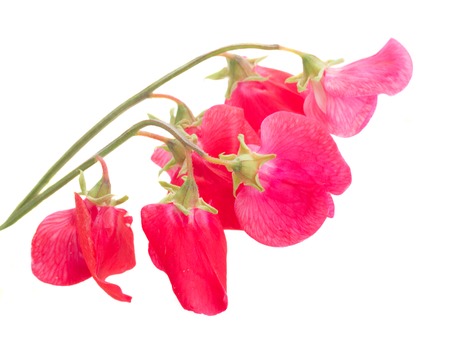 Sweet pea flowers isolated on white backgroundの写真素材