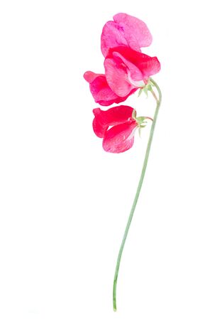 Sweet pea branch with flowers isolated on white background