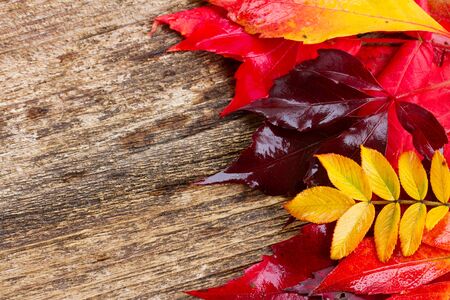 Yellow, purple  and red Fall leaves  on wooden background