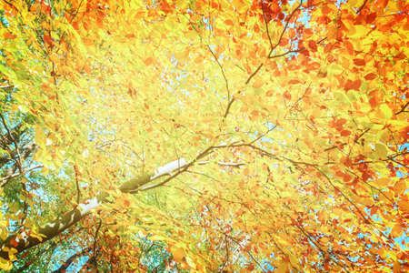 fall yellow cherry tree  in  autumn park, retro tonedの写真素材