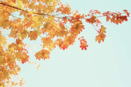 yellow maple leaves in  autumn park on bright blue sky background, retro tonedの写真素材