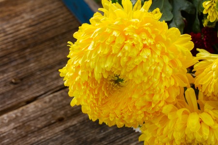Bunch of yellow mum flowers on wooden tableの写真素材