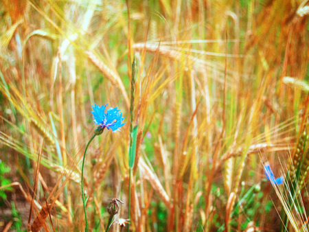 summer wheat field with blue corn flower, retro tonedの写真素材