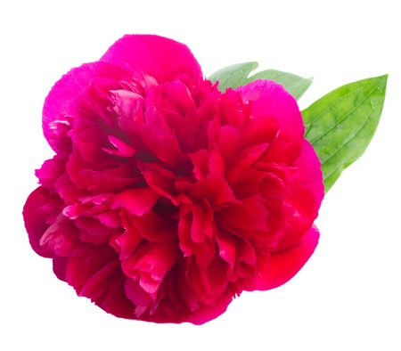 fresh  red   peony bud  isolated on white backgroundの写真素材
